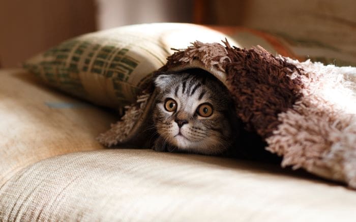 hidden