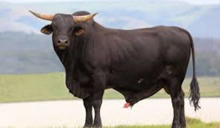 bull thumbnail