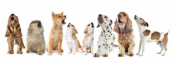 Barking Dogs | Jeff Altman, The Big Game Hunter