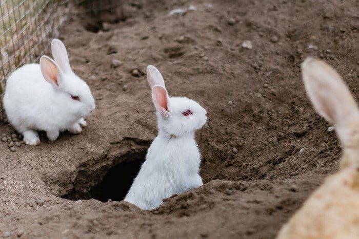 Rabbit hole