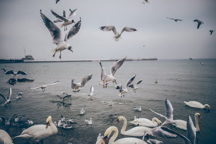 seagulls | Jeff Altman, Not Big Game Hunter